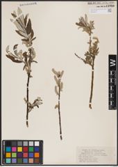 Foto von Salix candida Flüggé ex Willd.